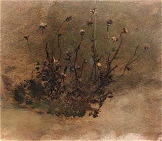Wild Flowers