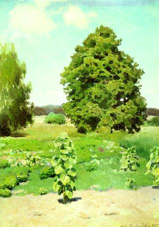 Summer Day