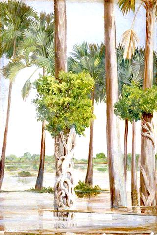 Palmyra Palms and Epiphytal Trees in Flood-Time, Java