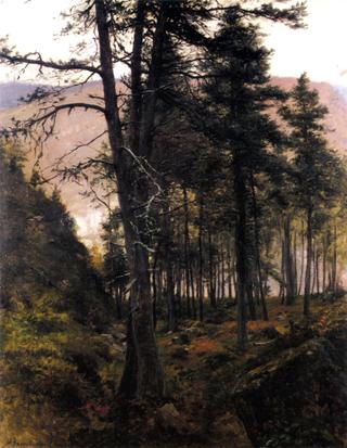 Fir Trees in the Glen