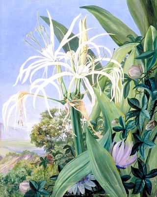 Pancratium caribaeum and a Passion Flower, Jamaica
