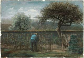 Training Grape Vines
