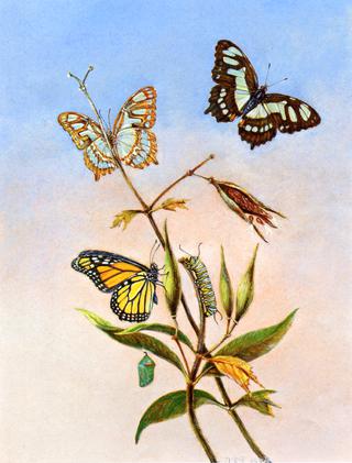 Butterflies