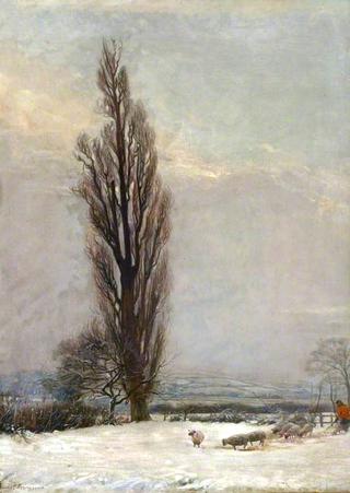 Allestree Poplar