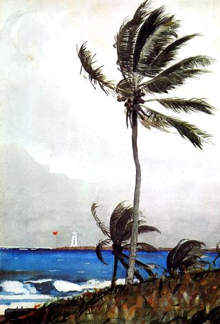 Palm Tree, Nassau