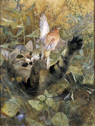 A Cat and a Chaffinch