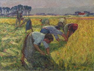 Flax Harvest