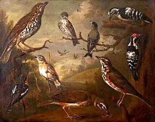 British Birds....