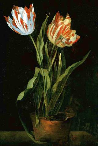 Still Life with Two Variegated Tulips in a Clay Pot