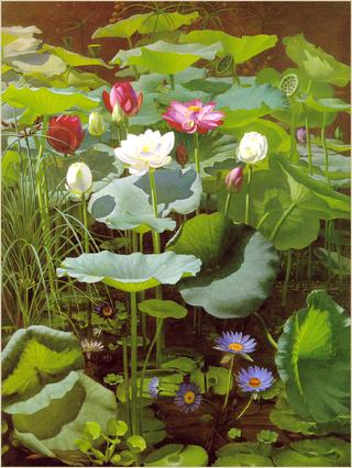 Lily Pond