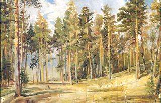 Pines. Sunny Day