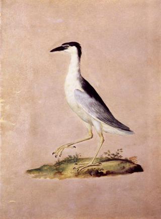 Night Heron