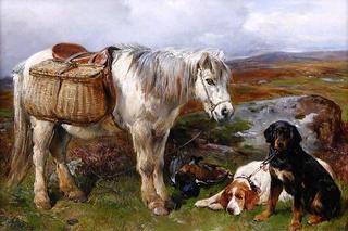 Highland Pony and Dogs