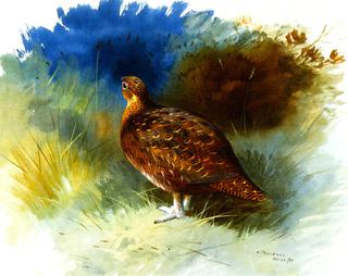 Grouse