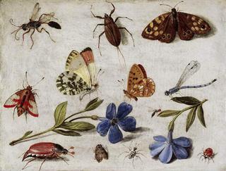 Butterflies and other insects