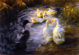 Ducks among the Reeds in a Pond