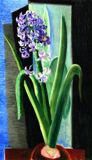 Hyacinth