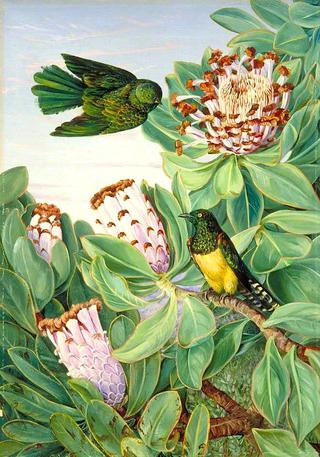 Protea and Golden-Breasted Cuckoo of South Africa