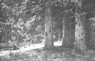 Firs in the Park of Shuvalov