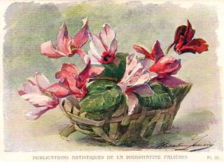 Cyclamen