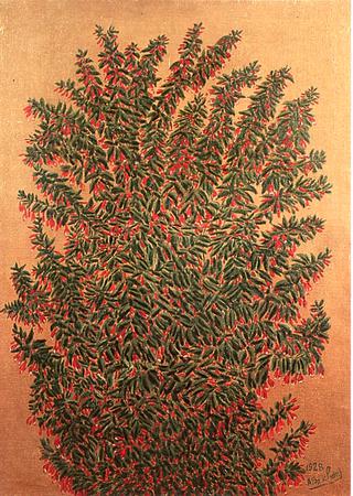 The Bush
