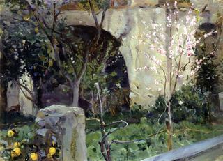 Capri. Almond Tree in Bloom