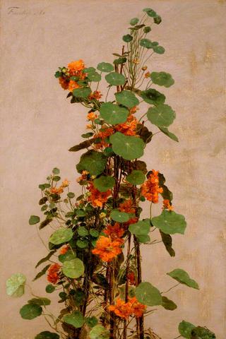 Nasturtiums