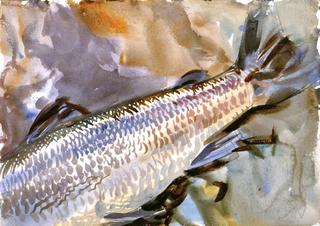 Study of Salmon