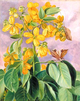 Flowers of Cassia corymbosa in Minas Geraes, Brazil