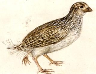 Quail with Three Feet