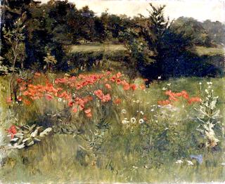 Poppies