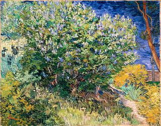 Lilac Bush