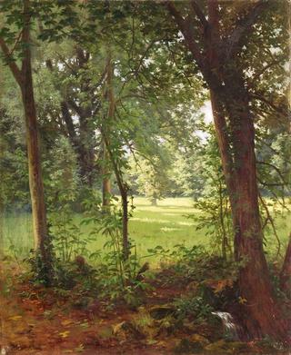 Forest in Spring
