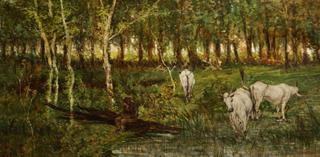 Grazing Cows