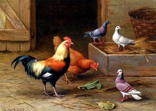 Chickens, Pigeons and a Dove