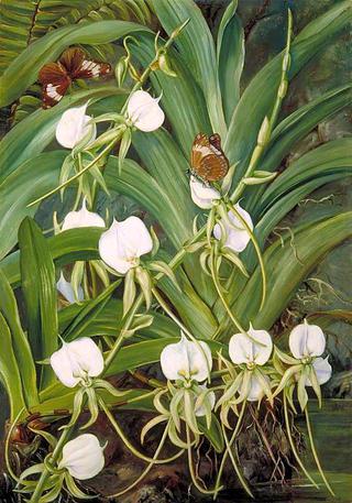 A Native Orchid and Butterflies, Mahé, Seychelles