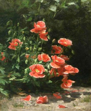 Poppies