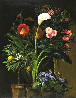 Still Life with Streptocarpus, Oleander, Calla Lily, Cactus Flowers and and Orange Tree