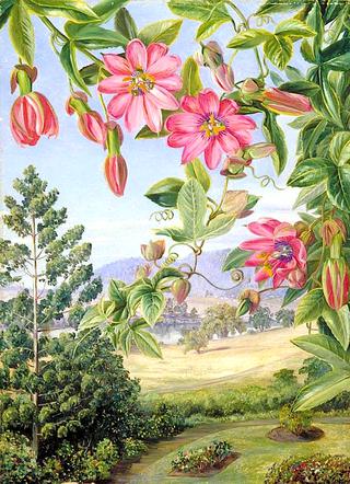 View in the Brisbane Botanic Garden