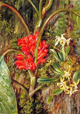 Java Flowers