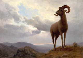 Bighorn Sheep