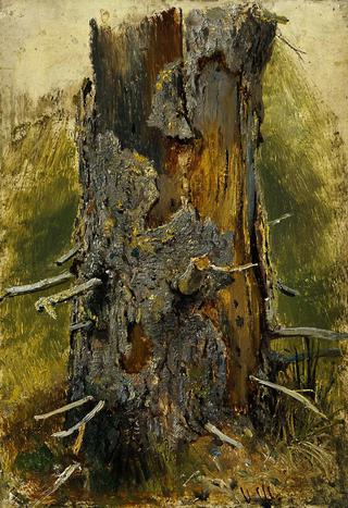 Bark on dry up tree (etude)