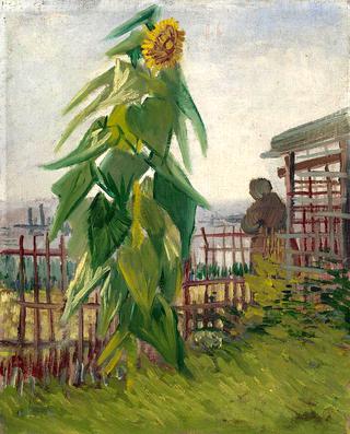 Állotment with Sunflower