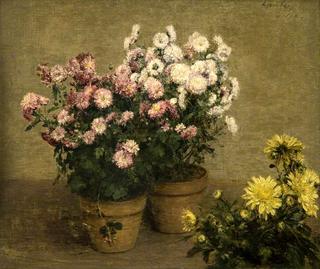 Chrysanthemums