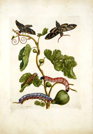 Fig