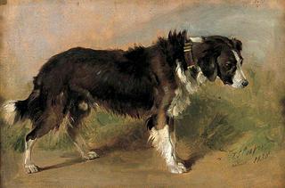 A Border Collie