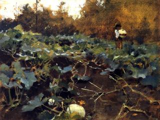 Pumpkins