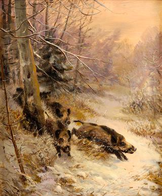 Wild Boar in Winter