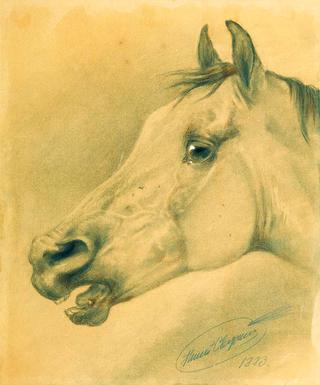 Head of a Horse