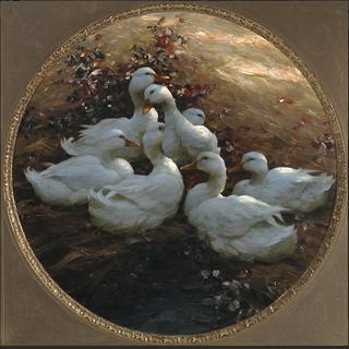 Ducks Resting in the Evening Sun